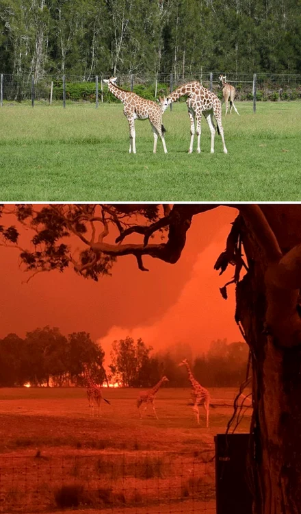 Parcul  Mogo  Wildlife, transformat  total de  incendiile  devastatoare
