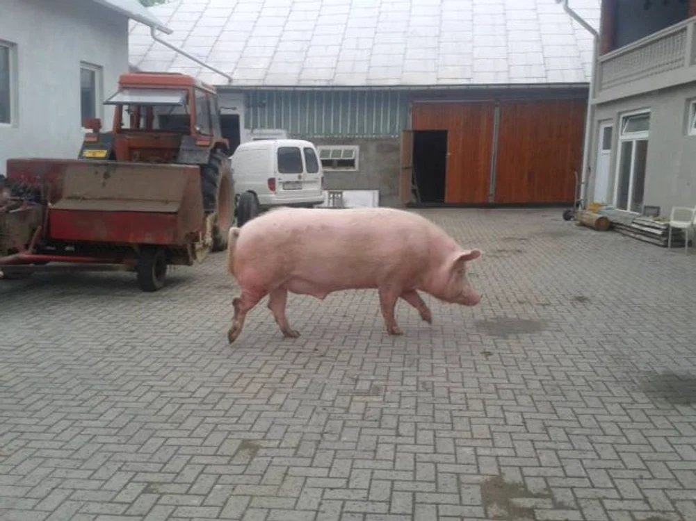 Giorgio se bucură zilnic de plimbări cât se poate de lungi