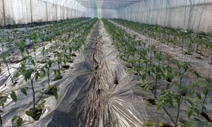 munca in solar februarie 2021