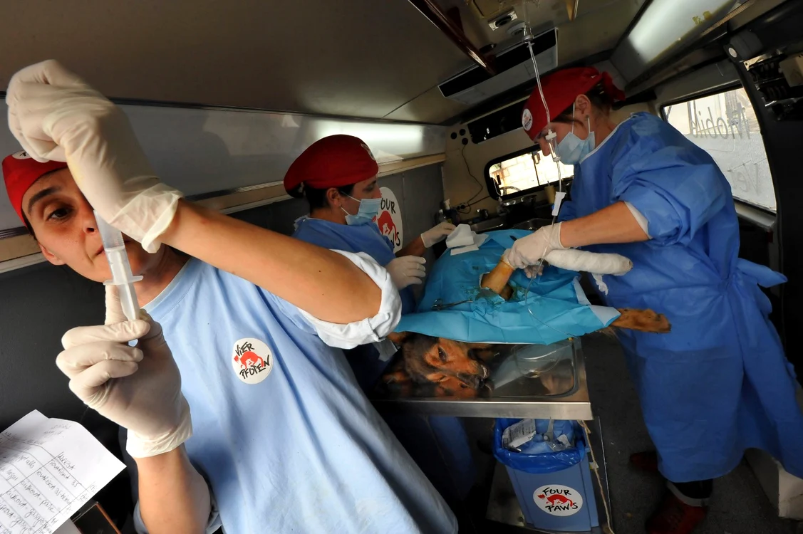 
    În clinica mobilă, medicii Vier Pfoten România operează la foc continuu, atât sterilizări cât şi cazuri mai dificile (foto: Vier Pfoten)  