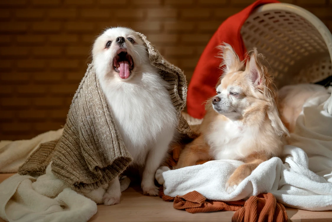 1 shutterstock 1845169231 jpg jpeg