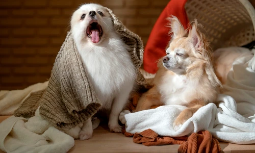 1 shutterstock 1845169231 jpg jpeg