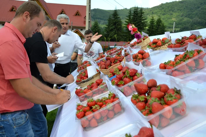 Producătorii din Polovragi au participat la un concursul „Cea mai frumoasă căpşună"