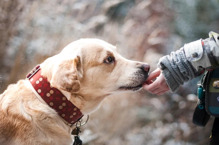 Câine labrador FOTO: Pixabay