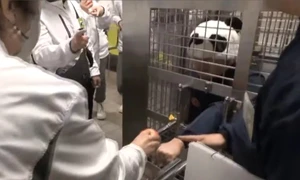 Personalul unei grădini zoologice din Japonia depune eforturi neobișnuite pentru a-și mulțumi vizitatorii: angajații poartă căciuli cu fețe de panda și participă la activități simbolice alături de vizitatori. FOTO: X/@jornalextra