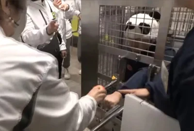 Personalul unei grădini zoologice din Japonia depune eforturi neobișnuite pentru a-și mulțumi vizitatorii: angajații poartă căciuli cu fețe de panda și participă la activități simbolice alături de vizitatori. FOTO: X/@jornalextra