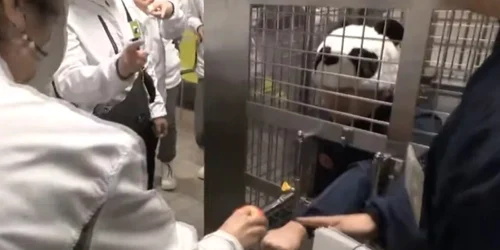 Personalul unei grădini zoologice din Japonia depune eforturi neobișnuite pentru a-și mulțumi vizitatorii: angajații poartă căciuli cu fețe de panda și participă la activități simbolice alături de vizitatori. FOTO: X/@jornalextra