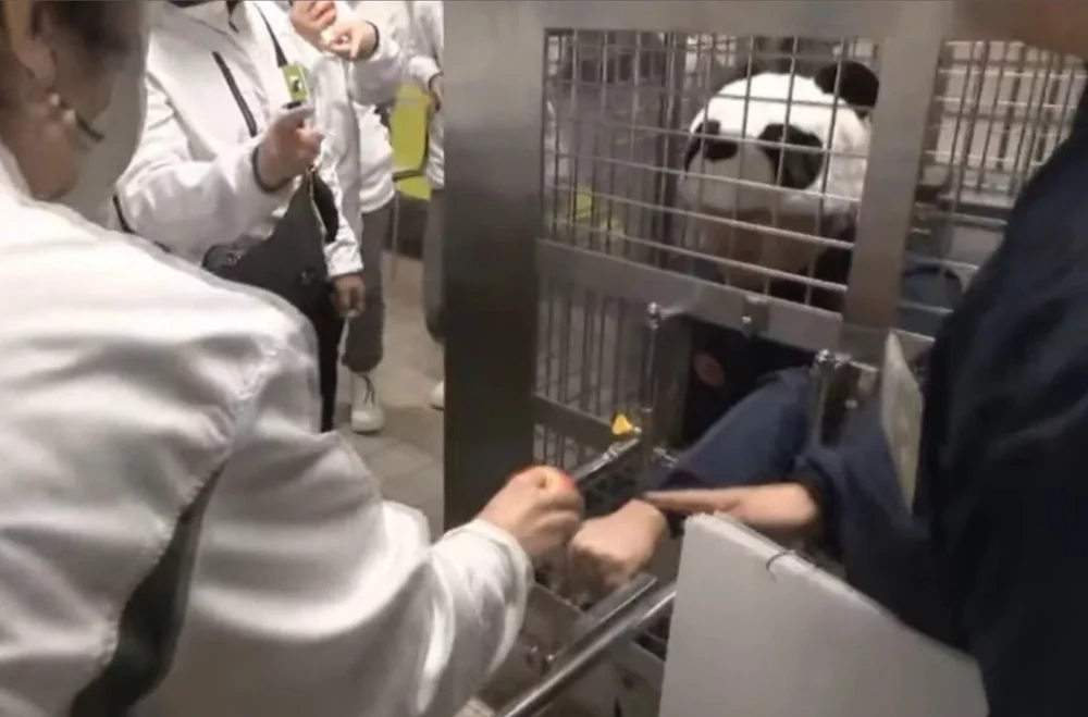 Soluția găsită la grădină zoologică din Japonia după plecarea ultimilor panda. Îngrijitorii se costumează în urși și îi lasă pe vizitatori să îi hrănească