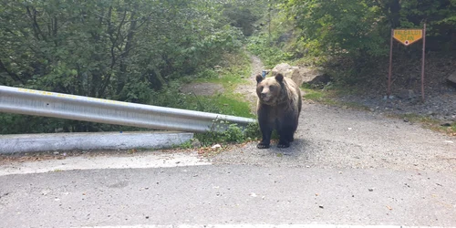 Urs la intrare in Valea lui Stan jpg
