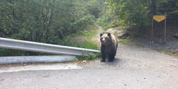 Urs la intrare in Valea lui Stan jpg