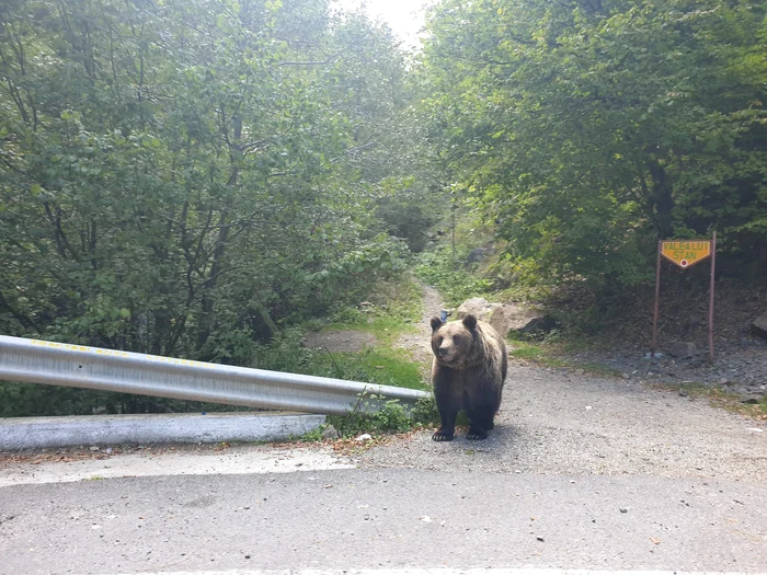 Urs la intrare in Valea lui Stan Foto: Arhivă personală