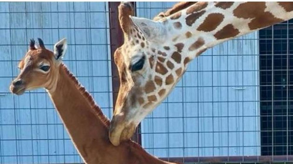 Un pui de girafă fără pete, unic în lume, s-a născut în captivitate FOTO VIDEO