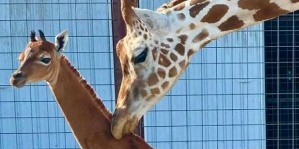 Girafa fara pete Foto Brights Zoo JPG