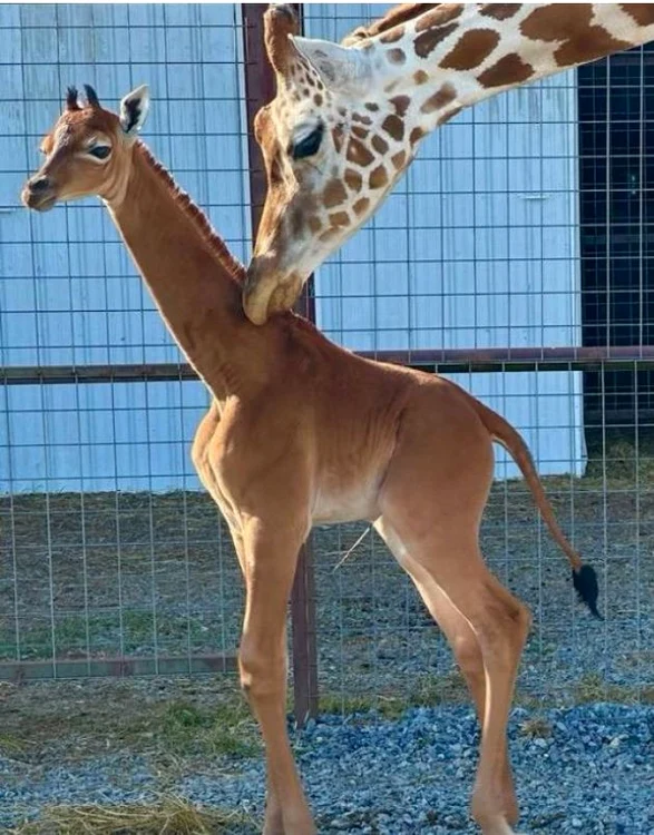 Puiul de girafă fără pete este unic în lume FOTO Brights Zoo