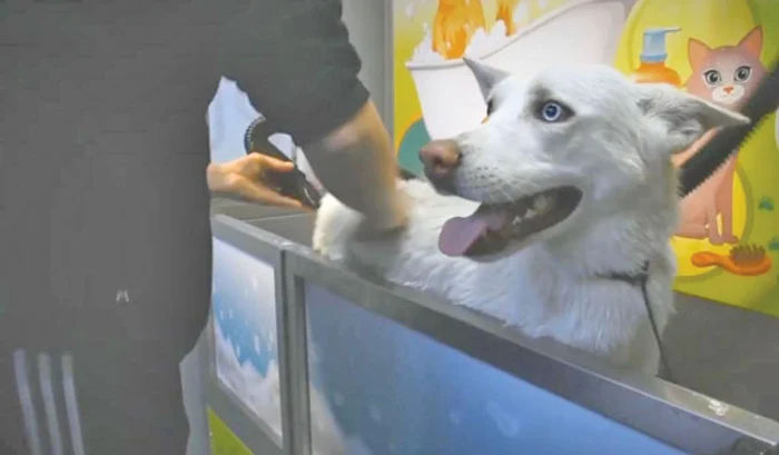 La final, blăniţa e  uscată cu feohnul 