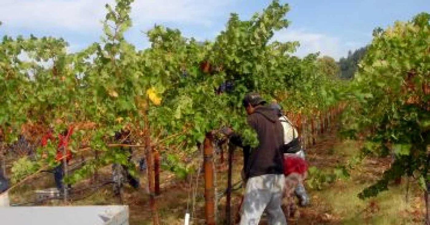 Tîrgu-Mureş: Producătorii agricoli mureşeni dezinteresaţi de viţa de vie