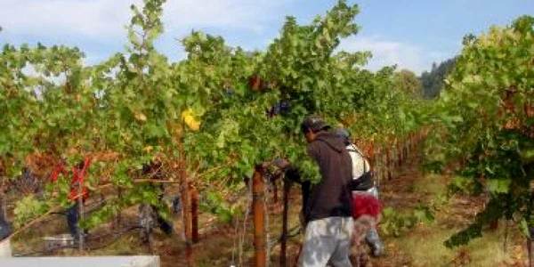 Tîrgu-Mureş: Producătorii agricoli mureşeni dezinteresaţi de viţa de vie
