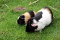 Porcuşorii de Guineea sunt cei mai fericiţi dacă au spaţiu pe unde să se plimbe jpeg