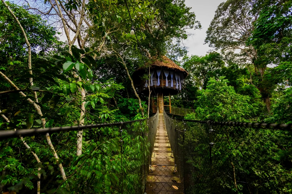 Treehouse Lodge, Amazon