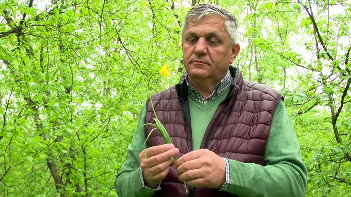 Laleaua Vlăsiei este mai mică decât cea de cultură FOTO Iulian Bunilă