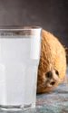 cocos apa)istock jpg