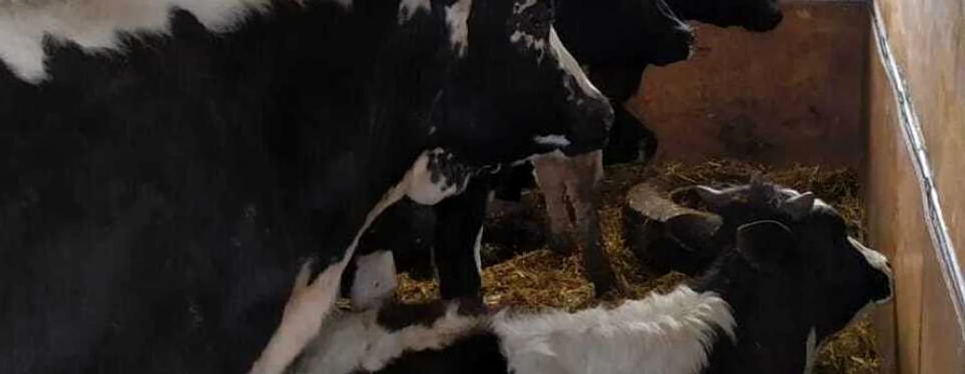 slobozia animale