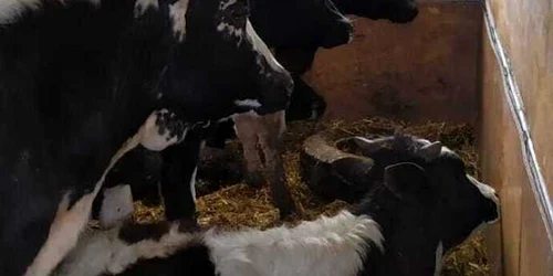 slobozia animale