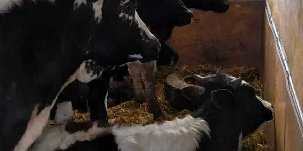 slobozia animale