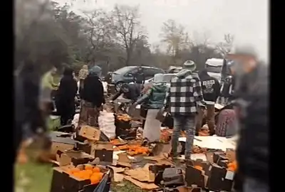 portocale 2  gif gif