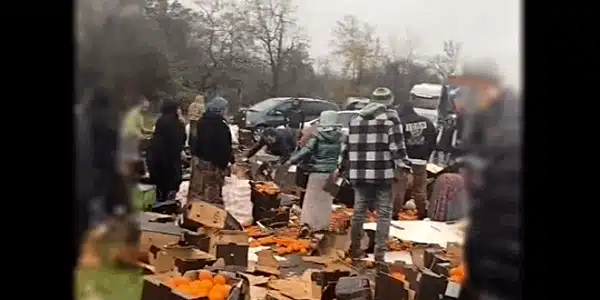 portocale 2  gif gif
