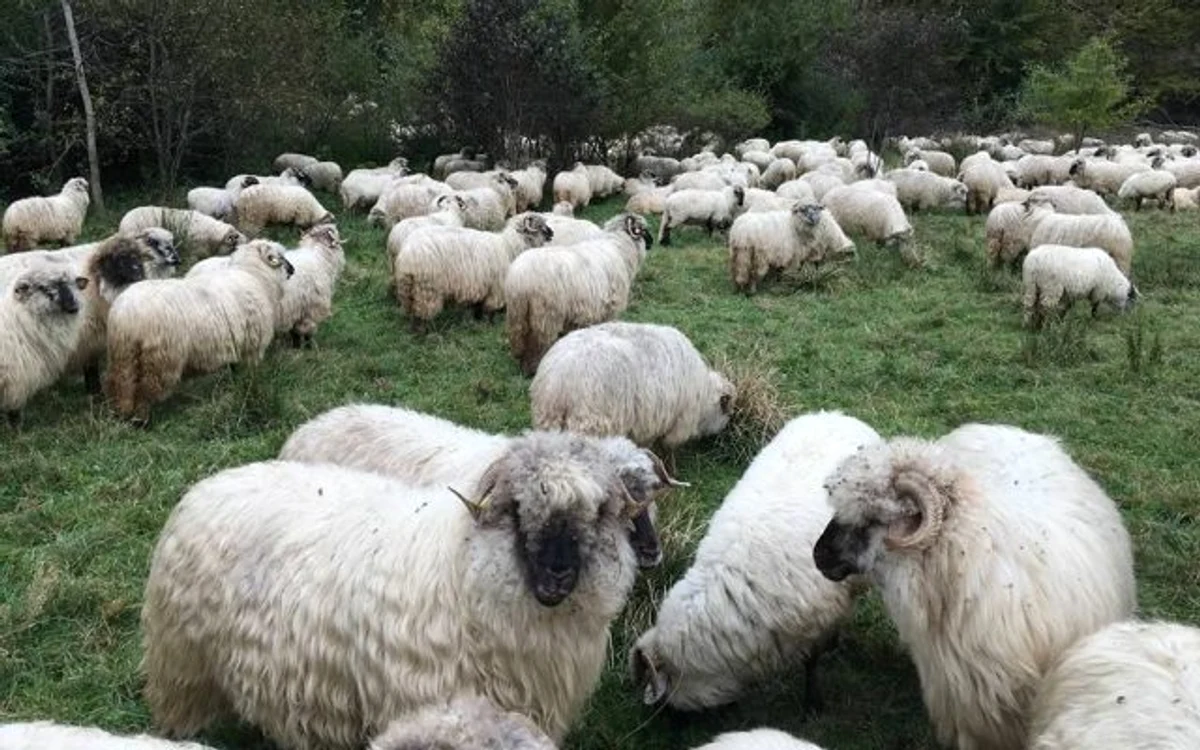 România nu exportă multă carne de oaie în Europa