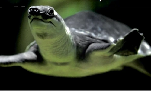 1 73438 original jpg jpeg