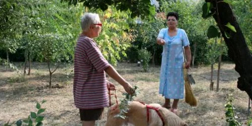 Parcurile sunt o adevărată toaletă pentru câini