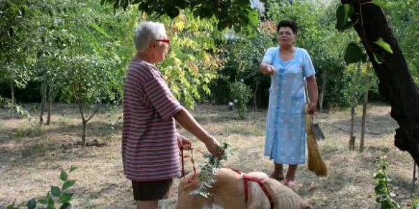 Parcurile sunt o adevărată toaletă pentru câini
