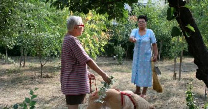 Parcurile sunt o adevărată toaletă pentru câini