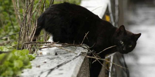 Bacau: Dicţionar de superstiţii conceput la Bacău