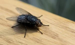 Musca jpg