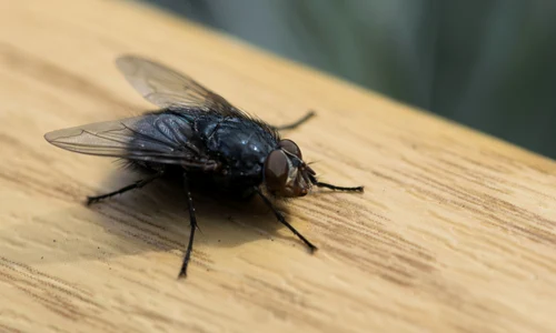 Musca jpg