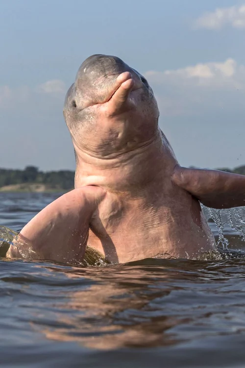 Delfin roz (foto: Photoland/Caters)