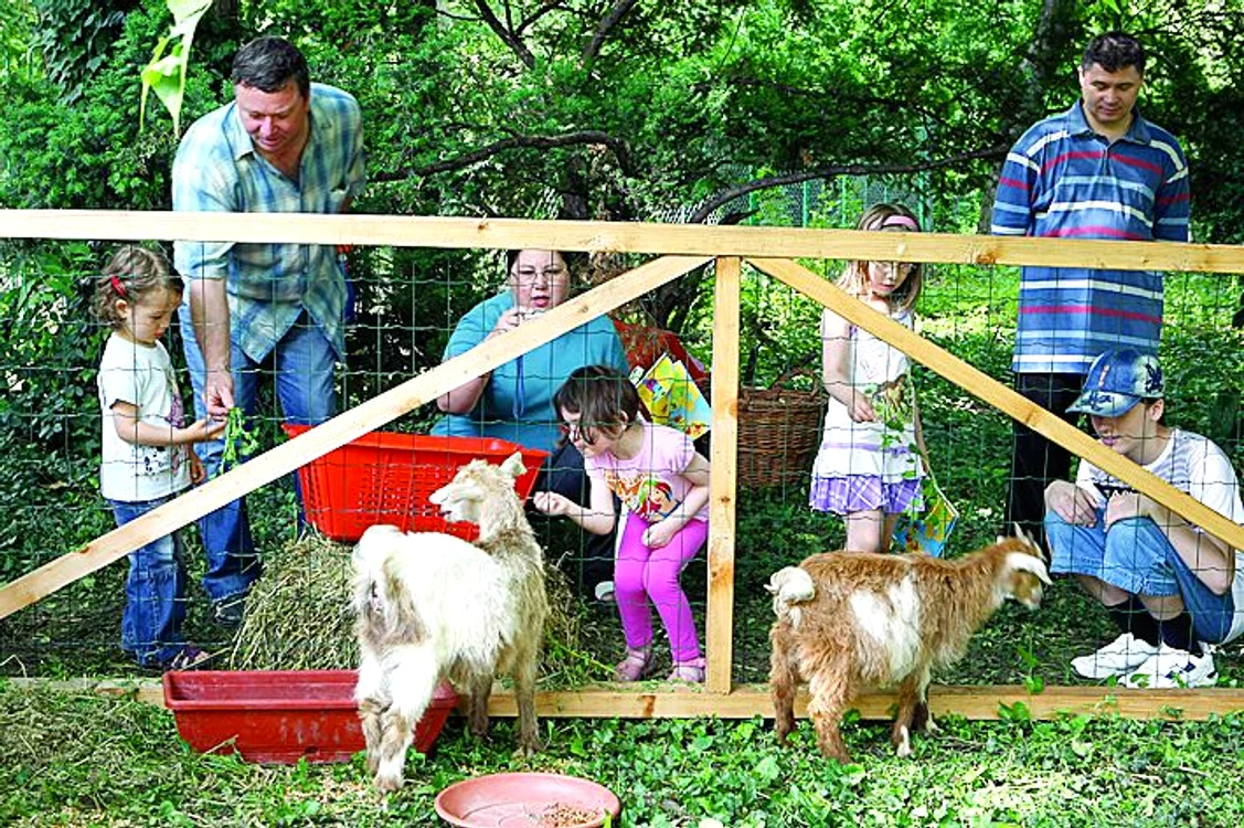 Cu 5 lei, copiii pot vedea ieduţi la ferma animalelor
