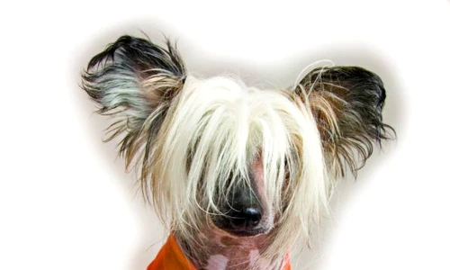 1 47898 original jpg jpeg