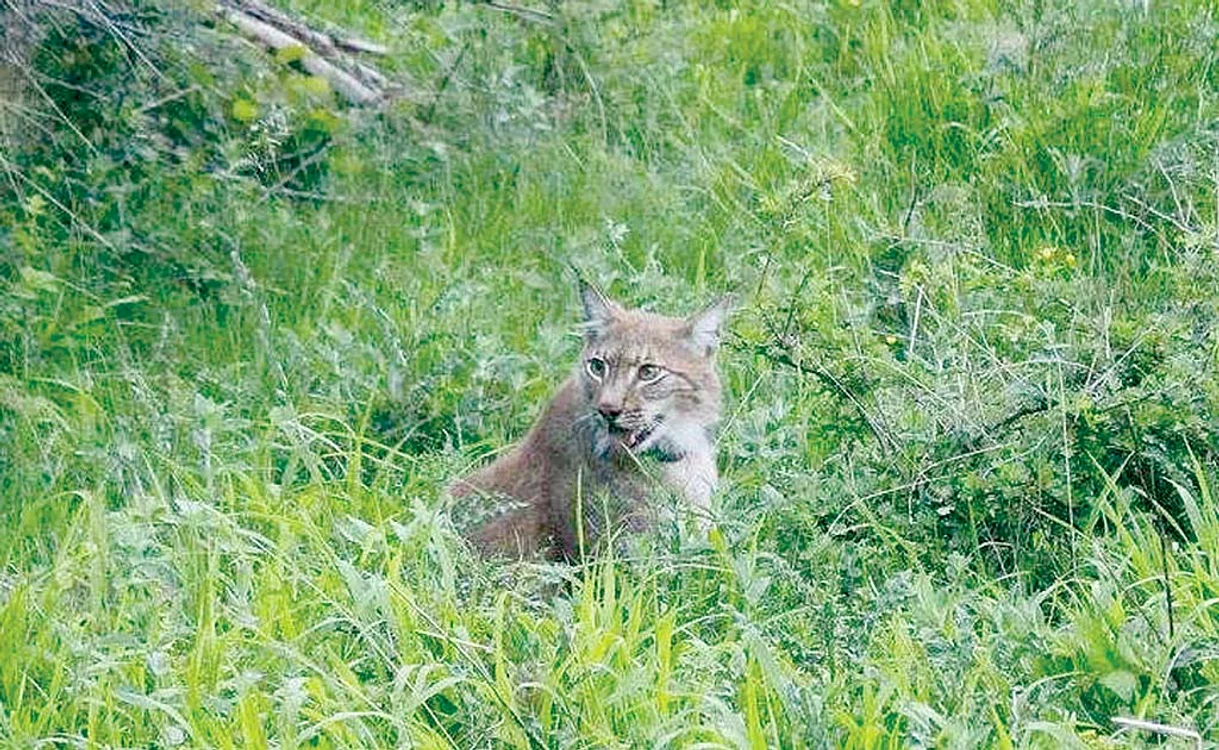 
    Focşăneanul a reuşit să filmeze câteva cadre cu telefonulFoto: Parcul Natural Putna  