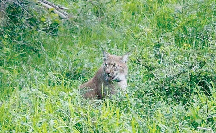 Focşăneanul a reuşit să filmeze câteva cadre cu telefonulFoto: Parcul Natural Putna