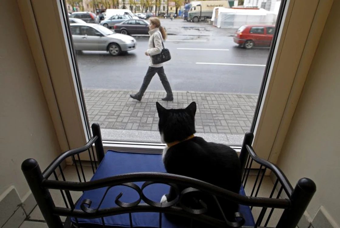 Iubitorii pisicilor pot găsi tot ce doresc în «Republica Pisicilor». (Foto: Reuters)