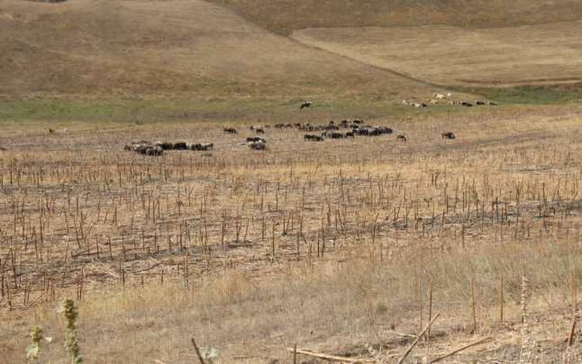 Se vorbeşte deja de secetă la Botoşani FOTO Adevărul