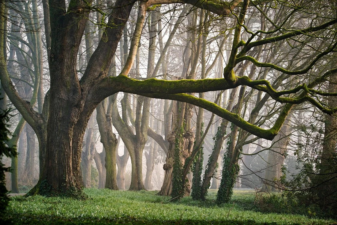 O căprioară albă a fost surprinsă într-o pădure din Botoșani / FOTO: Pixabay