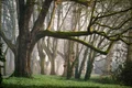 forest 3287976 1280 jpg