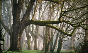 forest 3287976 1280 jpg