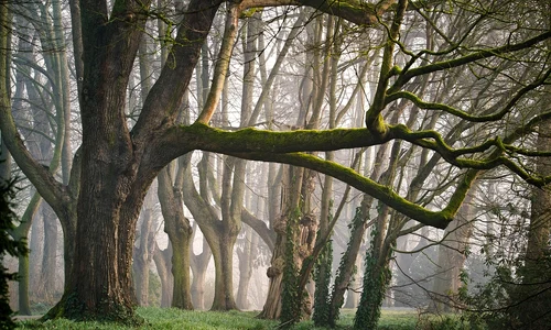 forest 3287976 1280 jpg