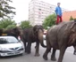parada elefantilor
